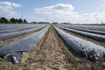 A freshly planted strawberry field is covered with a tarp. there are holes in the for the plants.