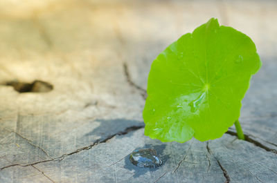 Close-up of water drops on leaf