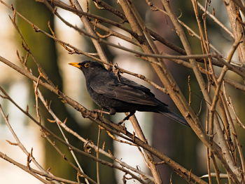 Blackbird on a branch.  common blackbird turdus merula in polish kos