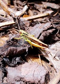 Close-up of insect