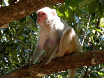 Low angle view of macaque monkey sitting on tree in nature reserve in myanmar. 