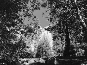 Low angle view of trees in forest against sky