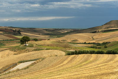 Scenic view of agricultural field against sky