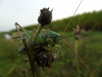 Close-up of insect on plant