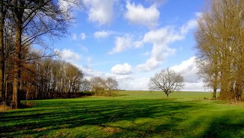 Trees on field against sky