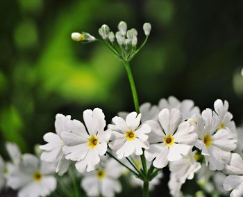 Close-up of white flowering plant