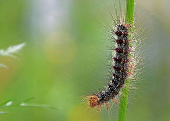 Close-up of caterpillar crawling on plant