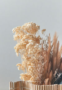 Close-up of dry plant against clear sky