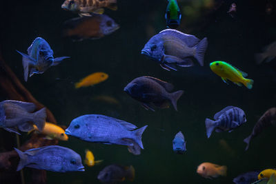 Fish in saint petersburg oceanarium, russia