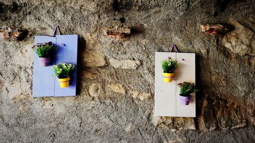 Potted plants handing on wall