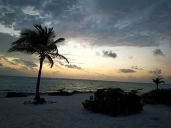 Palm trees on beach