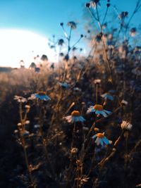 Close-up of flowering plants on field against sky