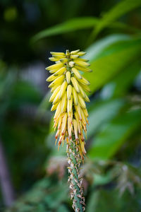 Close-up of plant