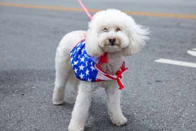 Portrait of white dog on road