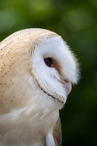 Close-up of owl