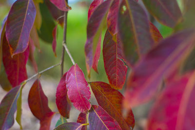 Close-up of pink leaves on plant