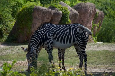 Zebras standing in a field