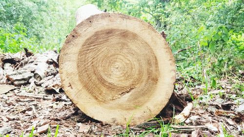 Close-up of tree stump on field