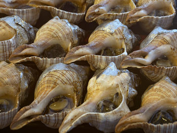 Close-up of fish for sale in market