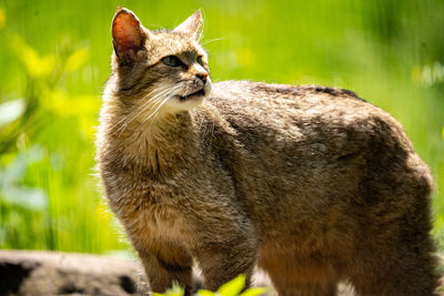 Close-up of cat