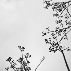 Low angle view of flower tree against clear sky