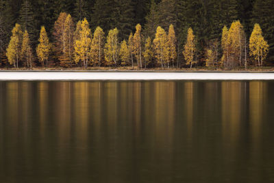 Scenic view of lake in forest