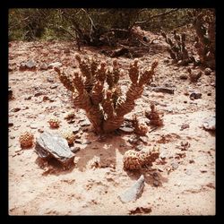 Plants growing on tree trunk