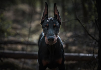 Close-up portrait of a dog