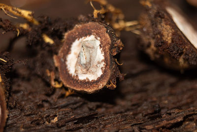 Close-up of tree trunk