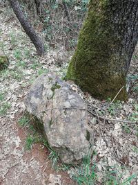 Moss growing on tree in forest