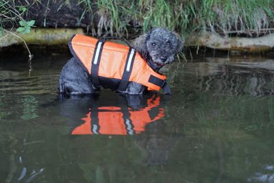 Cute little grey brown silver poodle dog with  life vest