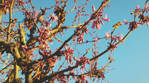 Low angle view of flowers on tree