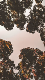 Low angle view of silhouette trees against sky