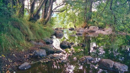 Trees in forest