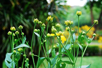 Close-up of yellow flowers growing in field