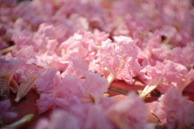 Full frame shot of pink flowering plant