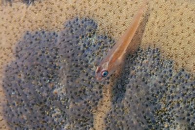 High angle view of fish underwater