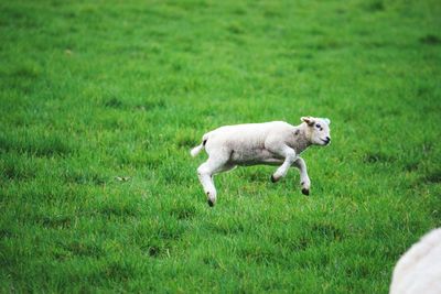 Dog on field