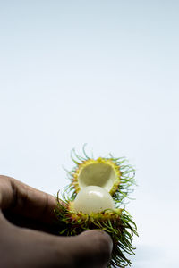 Close-up of hand holding flower against white background