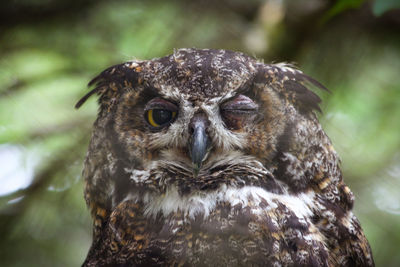 Close-up of owl