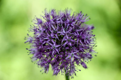 Close-up of purple flower blooming outdoors