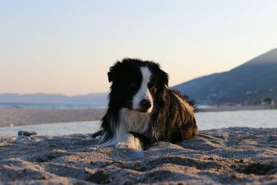 Dog sitting at beach against clear sky during sunset