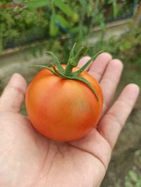 Close-up of hand holding apple