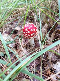 Close-up of plant growing on field