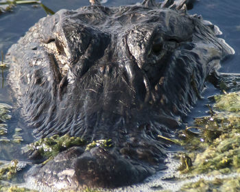 Close-up of turtle swimming in water