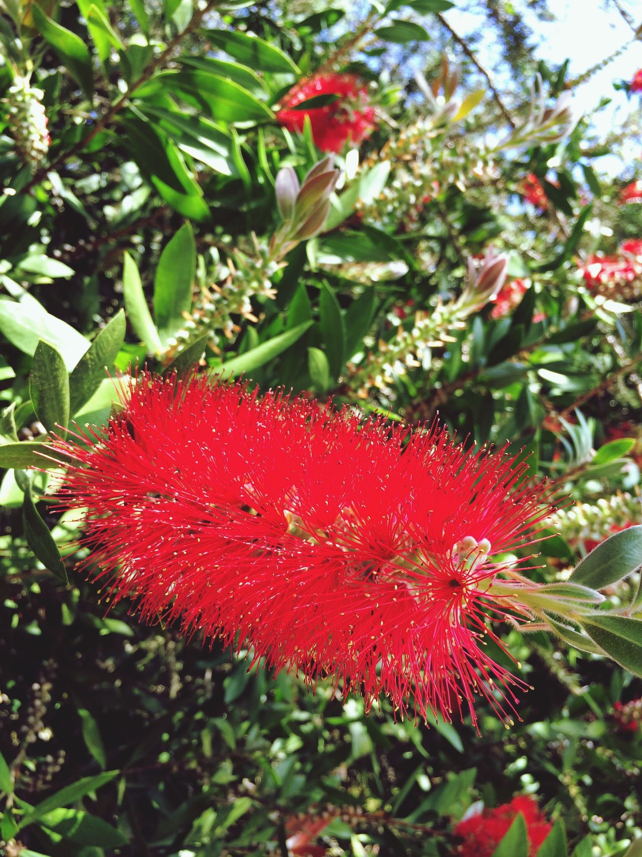 Golden Gate Park