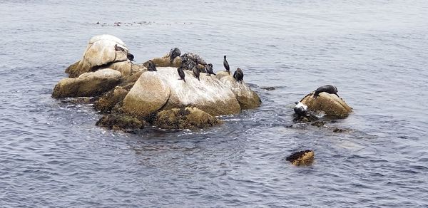 High angle view of birds on rock in sea