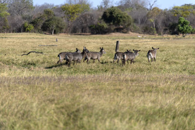 Waterbucks in a field