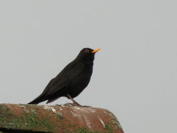 Close-up of bird perching on rock against clear sky