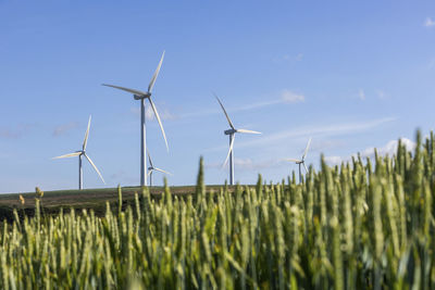 Uk, england, wind farm turbines in summer with field grass in foreground